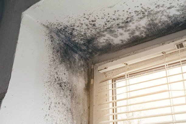 Affordable Mold Removal solutions in Casnovia, MI